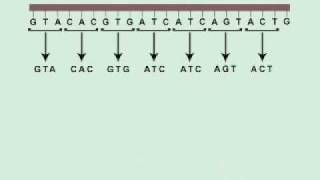 THE DNA SONG [upl. by Ruffin]