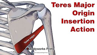 Teres Major Anatomy Origin Insertion amp Action [upl. by Yaluz]