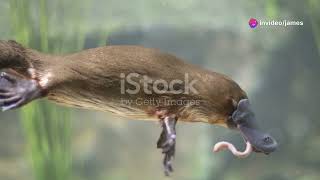 One of the Egg Laying mammal  The Duck Billed Platypus [upl. by Landes881]