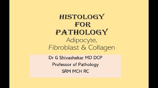 MD DNB  adipose tissueHistology for Pathology Fundamentals first Dr GSS SRM MCH RC [upl. by Dalt]