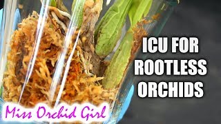 My ICU setup for rootless Orchids  How I promote root growth no humidifier needed [upl. by Ocir]