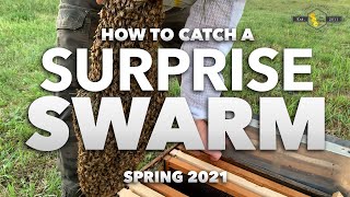 Surprise Swarm Catch  Step by Step How to Catch Bees Follow along with a beekeeper [upl. by Nalyad]