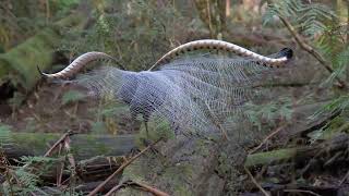 Lyrebirds of the Dandenong Ranges [upl. by Ennylcaj]