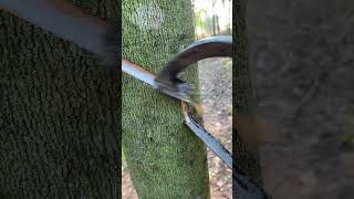 Rubber plant🌳 rubberfarming satisfying woodworking rubberwood rubber rubbertapping saprubber [upl. by Amaerd]