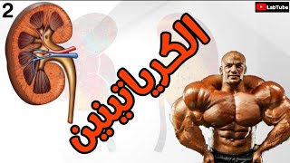 ايه هو الكرياتينين وايه الامراض اللي بتصيب الكلى [upl. by Leanora]