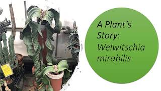 A Plants Story Welwitschia mirabilis [upl. by Habeh]