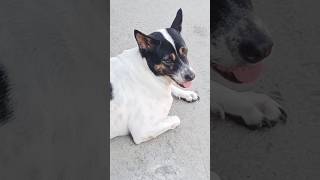 Dog breathing too fast shorts​ viral​ trending​ dog ​ whatsappstatus​ youtubeshorts​ [upl. by Htebesile201]