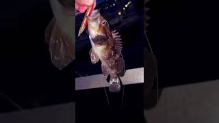 Scrounger and gulp X hookup baits fishingvideo saltwater fishing bassfishing [upl. by Taite]