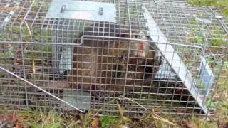 Using Radio Telemetry to Track Nutria Movement [upl. by Ayotahs308]