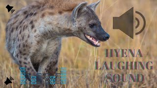 Hyena Laughing sound effect [upl. by Hurleigh]