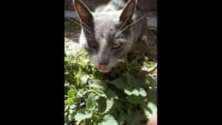 🐱 Gato visitante descubre un Edén de Catnip 🌺 Catnipargentina [upl. by Aissela]