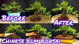 Creating a Chinese Elm bonsai part1chinese elm bonsai for beginners Chinese Elm shohin Bonsai [upl. by Anual]