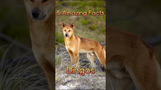 5 Amazing Facts About Dingos dingo australianwildlife 5facts [upl. by Anerac]