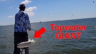 Speckled Trout and BULL REDS on the edge of the Gulf [upl. by Acker]