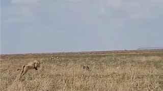 Gazelle outsmarts lioness [upl. by Viole934]