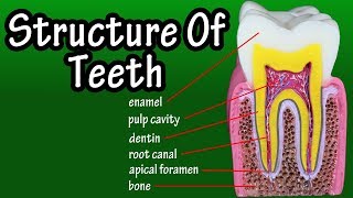 Structure Of Teeth In Humans  Functions Of Teeth In Human Body  Types Of Teeth [upl. by Llednov343]