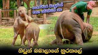 නිවුන් බබාලගේ හුරතලේ  Cute Twins Baby Elephant  Pinnawala  Srilanka [upl. by Alfreda]