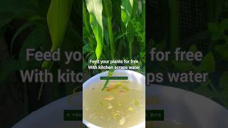 Make your own plant feed for free and do this instead shorts [upl. by Slayton]