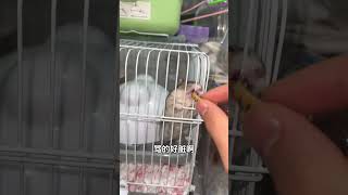 会骂人的大馋丫头养鼠日常分享 仓鼠宝宝的日常 仓鼠🐹 它真的好像个小宝宝 萌宠出道计划 [upl. by Ninnetta]