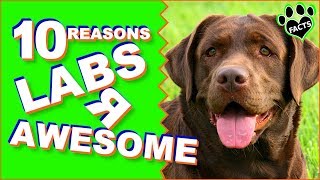 Top 10 Reasons Why the Labradors Are Awesome  Dogs 101 [upl. by Ylliw]