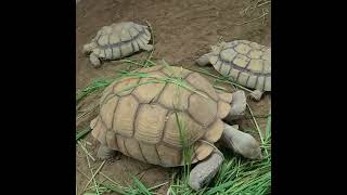 African spurred tortoise or Sulcata tortoise Big size pets [upl. by Mccready]