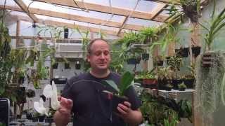 PHALAENOPSIS ORCHID CARE HOW TO RE BLOOM PHALAENOPSIS OFF OLD FLOWER SPIKES [upl. by Eyoj]