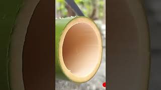 How to make Bamboo Cup Bamboo Craft diy [upl. by Nagar715]