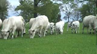 British White Cows amp Calves  Spring Walk Thru the CowCalf Herd  March 21 2012 [upl. by Annaeel257]