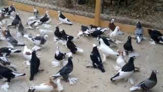 حمام ليبيا سرت pigeon libya sirt [upl. by Gardell]