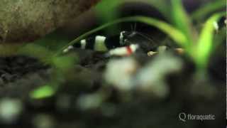 aquascape  design  interior  live planted aquarium  nature [upl. by Enohs]