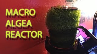 10 Gallon Nano Reef Tank  ChaetoAlgae Reactor  Kessil A80 [upl. by Idid603]