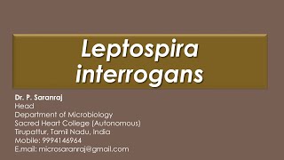 Leptospira interrogans [upl. by Norword]