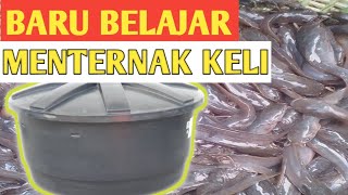 MENTERNAK IKAN KELI DALAM TANGKI AIR [upl. by Matta894]