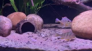 Geophagus sp Tapajos „Red Head“ feeding [upl. by Aibat]