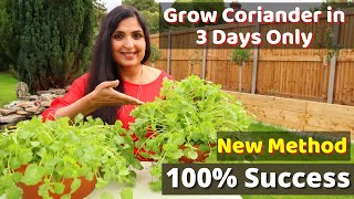 Fastest Coriander Growing Method  No one told you before  Cilantro Growing At Home cilantro DIY [upl. by Crowell]