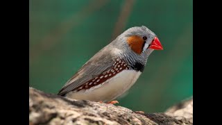 THE ANAMBRA WAXBILL BIRD  Hello Nigeria [upl. by Zed488]