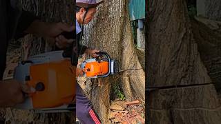 Sawing a super powerful cajuput tree Stihl ms382 chainsaw [upl. by Guyer]