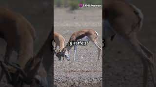 Did You Know This About Antelopes animals facts antelopes [upl. by Kimura762]