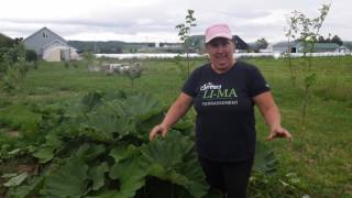 Comment contrôler les plantes envahissantes  capsule hebdomadaire 18 2016  Marthe Laverdière [upl. by Supmart]