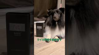 来年のインターペットに向けて貯金する飼い主【sheltie 】【shorts 】 [upl. by Fischer10]