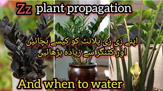 Zamioculcas Zamifoli Zz plant propagation amp watering Grow green 445 [upl. by Itin]