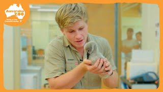 Roberts Wildlife Hospital Tour  Irwin Family Adventures [upl. by Aehcim739]