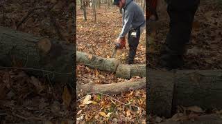 Ported Husqvarna 372 clone cutting firewood portedchainsaw chainsaw firewood 2stroke [upl. by Leonardi518]