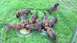 Chiots malinois 5 semaines de Cannelle amp Hot Dog  2014 [upl. by Wittie]