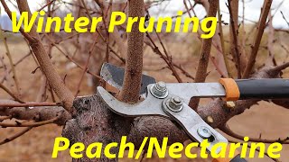 Pruning Fruit Trees 101  Peach amp Nectarine Tree Pruning [upl. by Corilla]