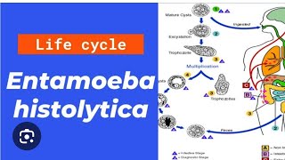 Entamoeba histolytica life cycle in just 20 minutes [upl. by Alvira251]