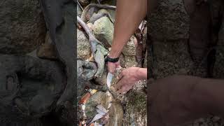 I found gold stuck in the roots of a tree😱😱💰 really fun fyp video shorts [upl. by Yesmar]