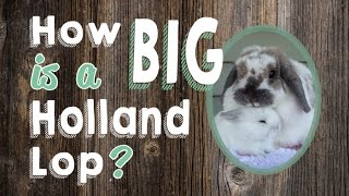 How Big is a Holland Lop Rabbit [upl. by Ragas]