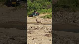 Sambar Deer at Jim Corbett National Park [upl. by Collins384]