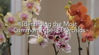 Identifying the Most Common Types of Orchids [upl. by Cherlyn]